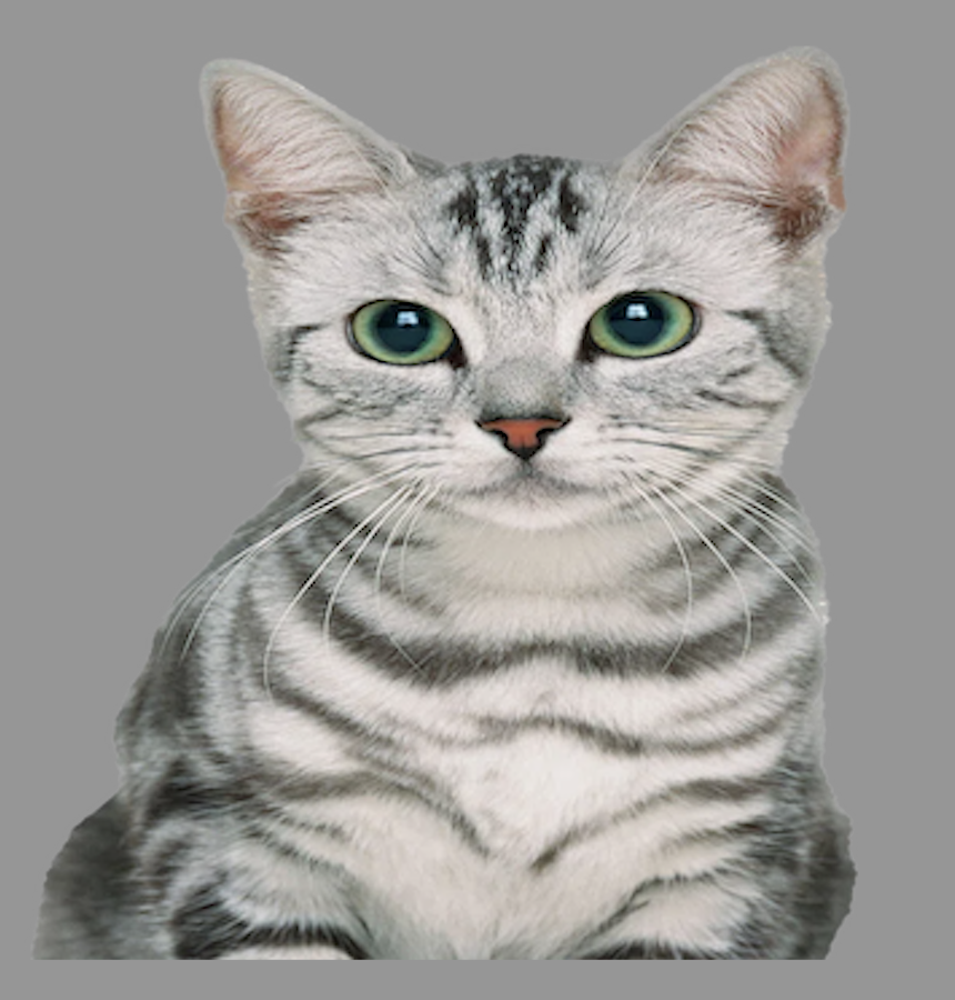 Input Image: Cat